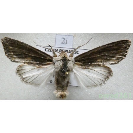Egira conspicillaris (Linnaeus, 1758) Czech2i